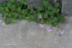 Oxalis dehradunensis
